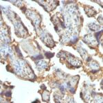 FFPE human placenta sections stained with 100 ul anti-Galectin-13 (clone PP13/1162) at 1:400. HIER epitope retrieval prior to staining was performed in 10mM Citrate, pH 6.0 or 10mM Tris 1mM EDTA, pH 9.0.